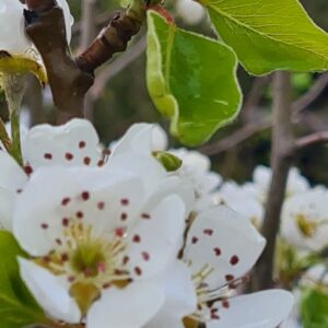 Pyrus communis 'Triomphe de Vienne'