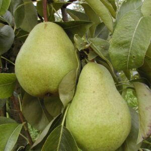 Pyrus communis 'Williams Bon Chretien'