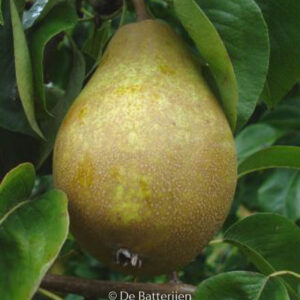 Pyrus communis 'Winterrietpeer'