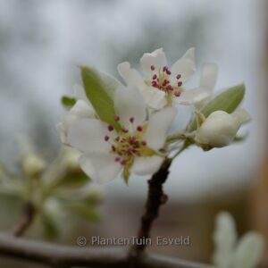 Pyrus elaeagnifolia 'Silver Sails'