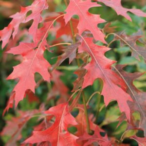 Quercus coccinea 'Splendens'