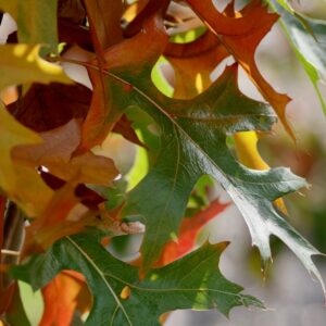 Quercus palustris 'Pringreen' (GREEN PILLAR)