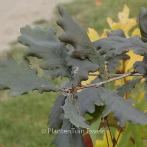 Quercus robur 'Timuki'