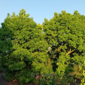 Quercus turneri 'Pseudoturneri'