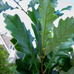 Quercus warei 'Long' (REGAL PRINCE)