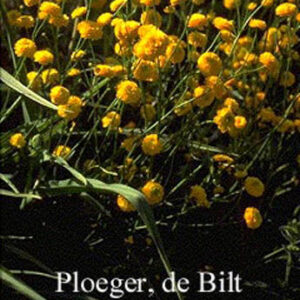 Ranunculus acris 'Multiplex'