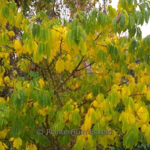 Rhamnella franguloides