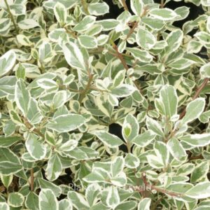 Rhamnus alaternus 'Argenteovariegatus'