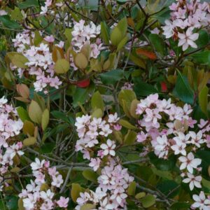 Rhaphiolepis delacourii 'Kerdalo'