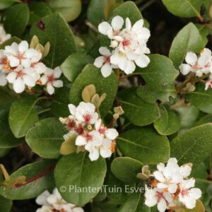 Rhaphiolepis umbellata