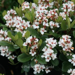 Rhaphiolepis umbellata var. ovata