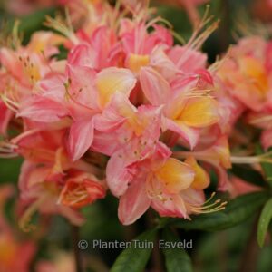 Rhododendron 'Admiraal de Ruyter' (Azalea)