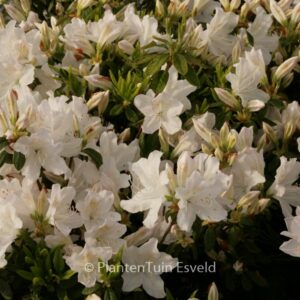 Rhododendron 'Adonis' (Azalea)
