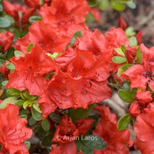 Rhododendron 'Ageeth' (Azalea)