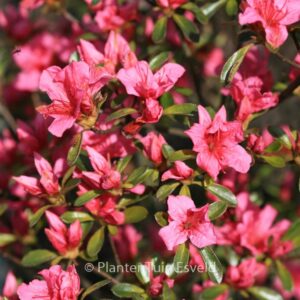 Rhododendron 'Aladdin' (Azalea)
