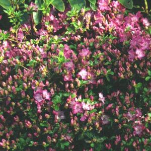 Rhododendron 'Ampo' (Azalea)