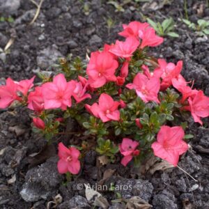 Rhododendron 'Anouk' (Azalea)