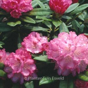 Rhododendron 'Arabella'