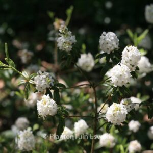 Rhododendron 'Arctic Tern'