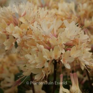 Rhododendron 'Avondgloed' (Azalea)