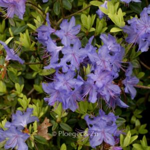 Rhododendron 'Azurika'