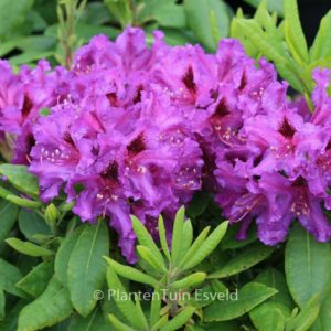 Rhododendron 'Azurro'