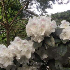 Rhododendron 'Beauty of Littleworth'
