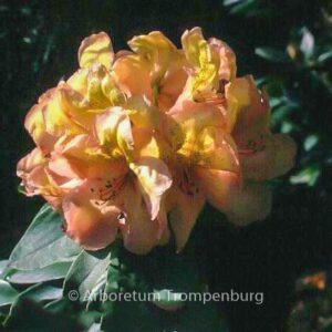 Rhododendron 'Belkanto'