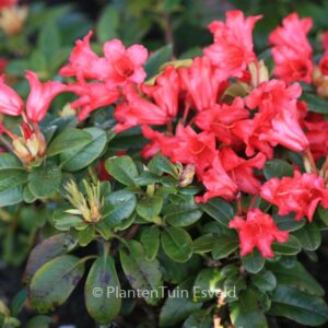 Rhododendron 'Bengal'