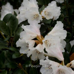 Rhododendron 'Berg's Queen Bee'