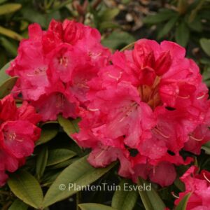Rhododendron 'Berliner Liebe'