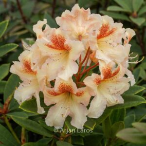 Rhododendron 'Bernstein'