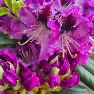 Rhododendron 'Blaue Jungs'