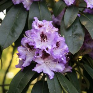 Rhododendron 'Blue Peter'