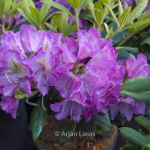 Rhododendron 'Bohlken's Lupinenberg'