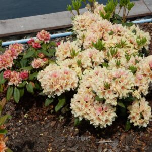 Rhododendron 'Brasilia'