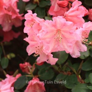 Rhododendron 'Brickdust'