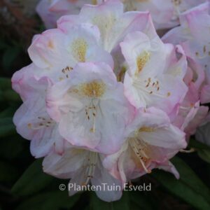 Rhododendron 'Brigitte'