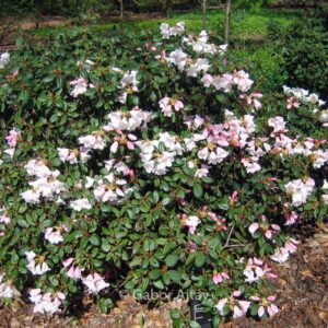 Rhododendron 'Brocade'