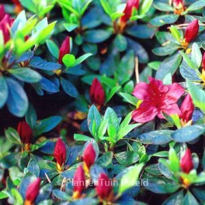 Rhododendron 'Buccaneer' (Azalea)
