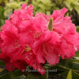 Rhododendron 'C.B. van Nes'