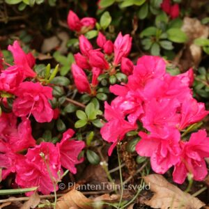 Rhododendron 'Canzonetta' (Azalea)