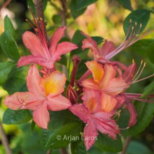 Rhododendron 'Cardinal' (Azalea)