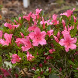 Rhododendron 'Chinzan' (Azalea)
