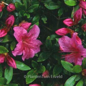 Rhododendron 'Chippewa' (Azalea)