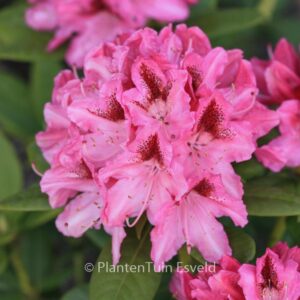 Rhododendron 'Cosmopolitan'