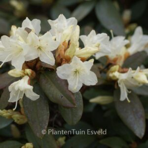 Rhododendron 'Crane'