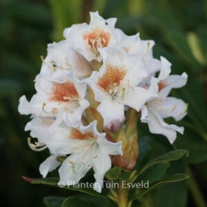 Rhododendron 'Cunningham's White'