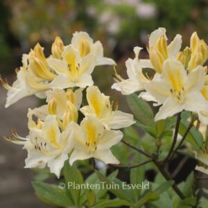 Rhododendron 'Daviesii' (Azalea)