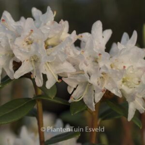 Rhododendron 'Donna Totten'